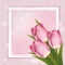 Pink tulips on pink background paper frame with shadow and circles blurred