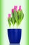 Pink tulips (Pink Love) in a blue flowerpot