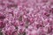 Pink tulips plantation