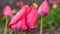 Pink tulips after rain close-up