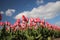 Pink tulips in rows on flower bulb field in Noordwijkerhout in the Netherlands.