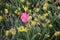 Pink tulips between rows o fdaffodils  flower bulb field in Noordwijkerhout in the Netherlands.