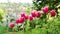 Pink tulips. Spring flowers.Variegated tulips with white border.Pink spring flowers. Beautiful floral nature background