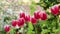 Pink tulips. Spring flowers.Variegated tulips with white border.Pink spring flowers. Beautiful floral nature background