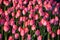 Pink Tulips in Spring Sunset