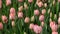 Pink tulips swaying in the wind