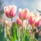 Pink tulips symbolize deep love, nostalgia, happiness, fulfilment and brilliance. AI generated.