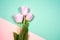 Pink tulips on thebright colorful background. Flat lay, top view. Valentines background. Horizontal, copy space for text