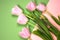 Pink tulips on thebright colorful background. Flat lay, top view. Valentines background. Horizontal, copy space for text