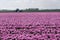 Pink tulips and tractor in dutch landscape