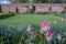 Pink tulips and a variety of spring flowers in Eastcote House Gardens, UK, historic walled garden