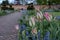 Pink tulips and a variety of wild flowers including blue forget-me-nots in Eastcote House Gardens, UK, historic walled garden