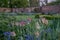 Pink tulips and a variety of wild flowers including bluebells in Eastcote House Gardens, UK, historic walled garden