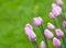 Pink tulips, very shallow focus