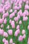 Pink tulips, very shallow focus