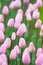 Pink tulips, very shallow focus