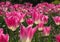 Pink Tulips with White Underbelly