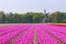 Pink tulips windmill