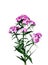 Pink turkish carnation flowers isolated