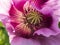 Pink Turkish poppy flower with capsule close up