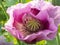 Pink Turkish poppy flower with capsule close up