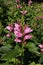 `Pink Turtlehead` flower - Chelone Obliqua