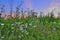 Pink twilight over a summer flowering meadow - romantic rural la