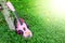 Pink ukulele music on green grass background