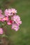 Pink unknown flowers with soft focus background