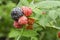 Pink unripe And Purple Ripe Raspberry Fruit On Bunch