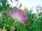 pink unusual fluffy flowers of Albizia julibrissin Durazz