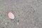 Pink used chewing gum spit out on the pavement