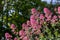 Pink Valerian flowers growing from a wall