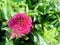 Pink valerian with green leaves background.