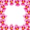 Pink Vanda Miss Joaquim Orchid Border isolated on White Background. Vector Illustration. Singapore National Flower