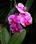 Pink Vanda orchid