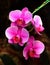 Pink Vanda orchid