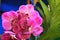 Pink vanda orchid blooming