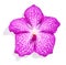 Pink vanda orchid flower