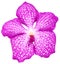 Pink vanda orchid flower 