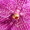 Pink vanda orchid flower close up