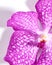 Pink vanda orchid flower close up