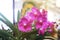 Pink Vanda orchid fowers.