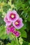 Pink Variegated Hollyhock