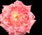 Pink variegated rose blossom on black