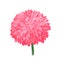 Pink vector Chrysanthemum. Isolated flower bud illustration.