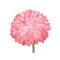 Pink vector Chrysanthemum. Isolated flower bud illustration.