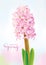 Pink vector Hyacinth