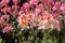 Pink Veiling rhododendron flowers macro selective focus