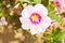 Pink vein trumpet flower, blooming in a tropical, garden